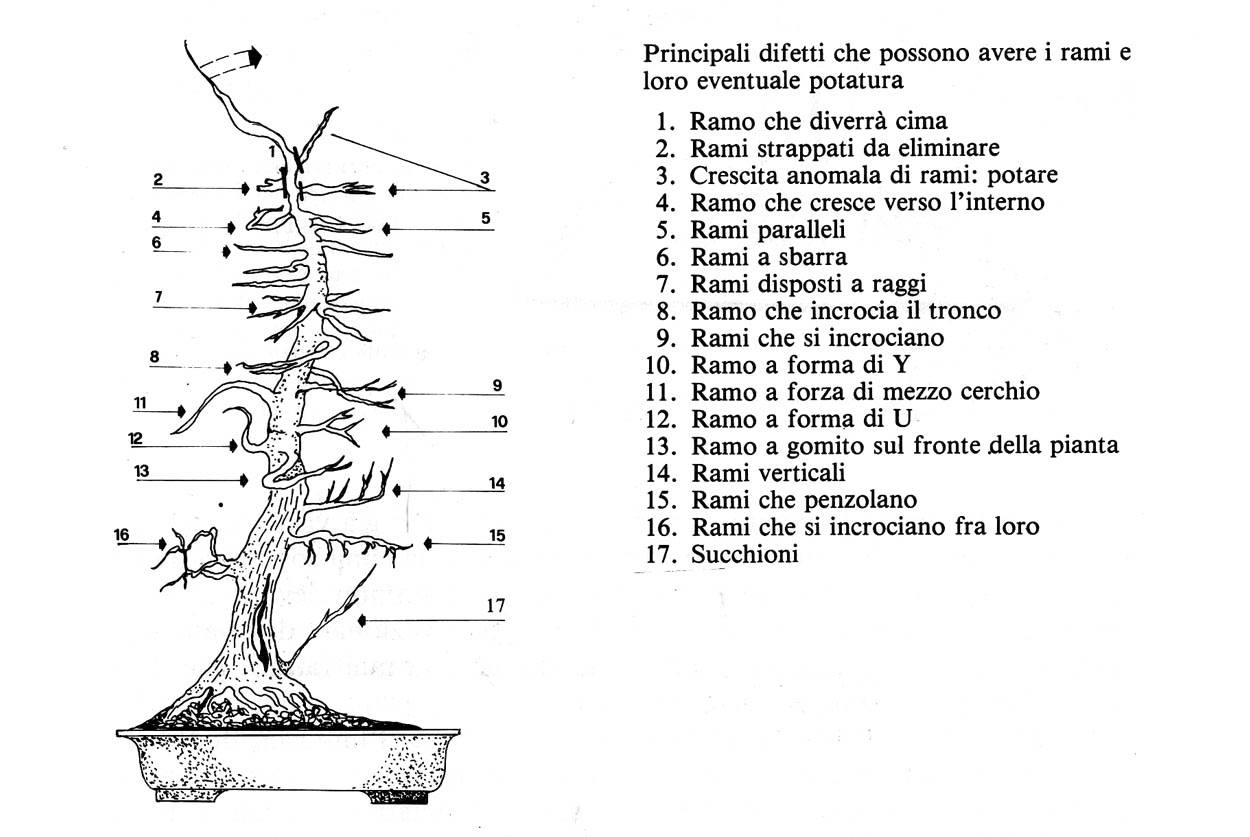Potatura bonsai: drastica, di contenimento e defogliazione
